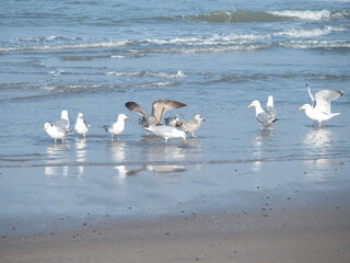 herring gulls, Silbermöwen, larus argentatus