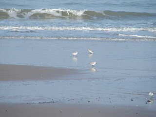 Calidris, Strandläufer, sandpiper