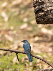 Verditer Flycatcher (Eumyias thalassinus) bird perching  in the forest of Sattal.