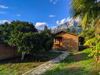 Fototapeta na wymiar View of a wooden hotel house and a tangerine tree against the backdrop of mountains and blue sky with clouds. Guests can live in a lush citrus garden.