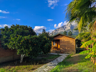 Fototapeta na wymiar View of a wooden hotel house and a tangerine tree against the backdrop of mountains and blue sky with clouds. Guests can live in a lush citrus garden.
