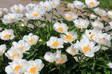 bright beautiful summer peonies in the botanical garden