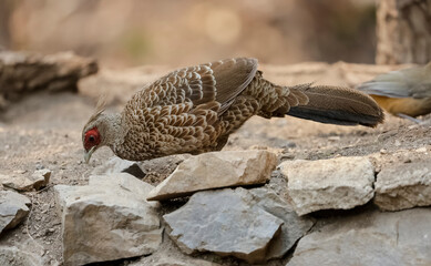Portrait of Kalij Pheasant (Lophura leucomelanos) bird in the forest.