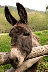 Fototapeta premium nice donkey looking at camera in a green field