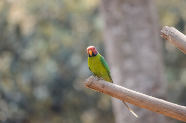 Plum-headed parakeet (Psittacula cyanocephala) in the forest of Uttarakhand.