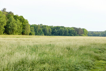 Fototapeta premium landscape with trees