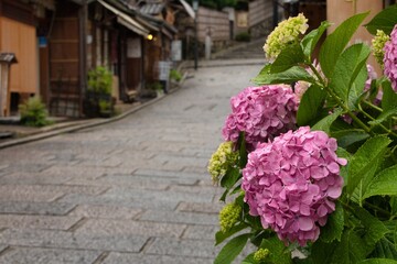 紫陽花と二年坂