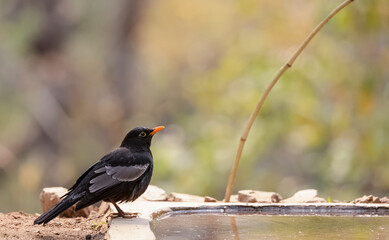 Common blackbird (Turdus merula) male bird sitting near water body to take bath in the forest of Sattal.