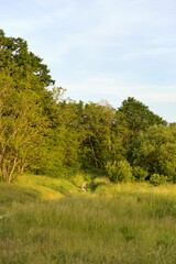 Fototapeta na wymiar Path in field with tree