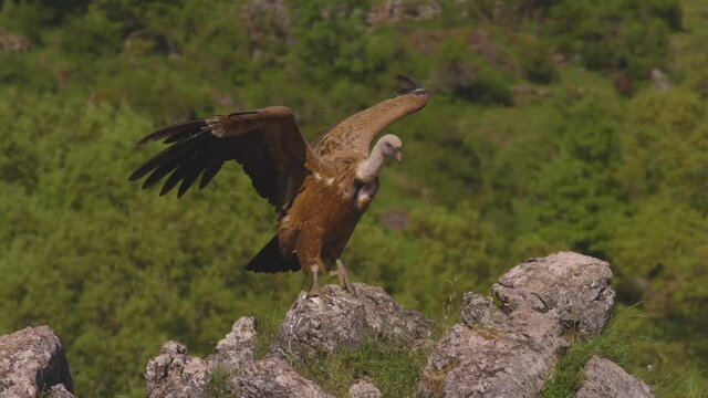 Griffon vulture (Gyps fulvus), eating and flying