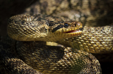 Colorful snake, Elaphe sauromates with open mouth closeup.