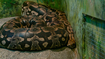 서천 국립생태원 뱀