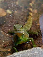 서천 국립생태원 도마뱀