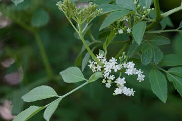 セイヨウニワトコの白い花 西洋接骨木