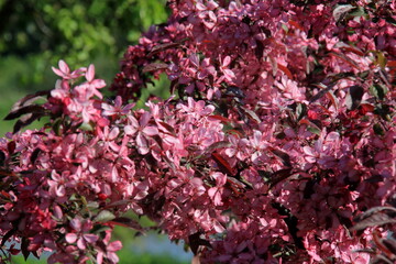 Decorative apple in a full bloom in a farm garden. Apple tree with pink flowers 