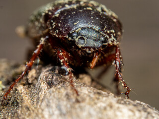 Common chafer