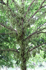Obraz premium Tasty Baccaurea motleyana on Tree