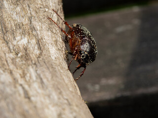Common chafer