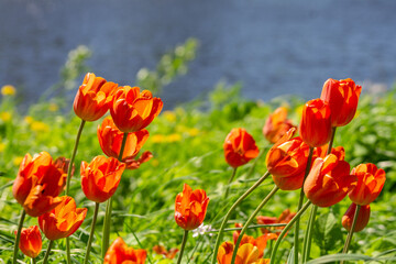 garden tulip flowers in early spring in a flower bed