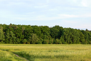 Fototapeta premium field of grass and trees