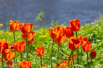 garden tulip flowers in early spring in a flower bed
