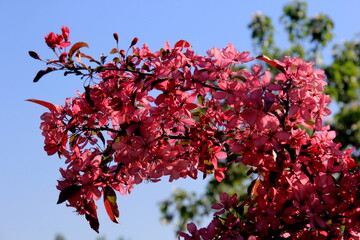 Decorative apple in a full bloom in a farm garden. Apple tree with pink flowers 