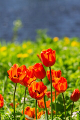 garden tulip flowers in early spring in a flower bed