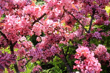 Decorative apple in a full bloom in a farm garden. Apple tree with pink flowers 