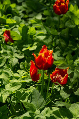 garden tulip flowers in early spring in a flower bed