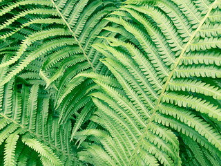 Nature pattern made from green fern leaves.