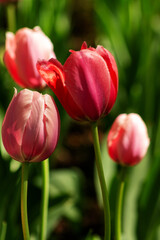 garden tulip flowers in early spring in a flower bed
