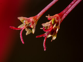 Blooming tree bud