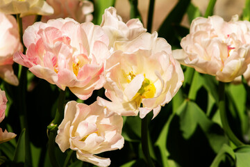 garden tulip flowers in early spring in a flower bed