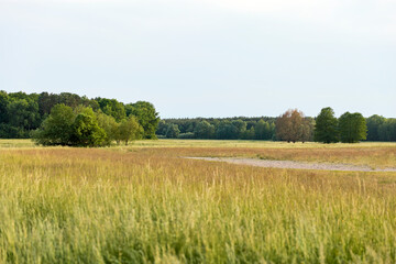 Obraz premium field of grass and trees