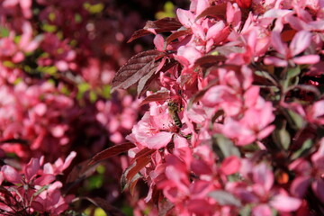 Decorative apple in a full bloom in a farm garden. Apple tree with pink flowers 
