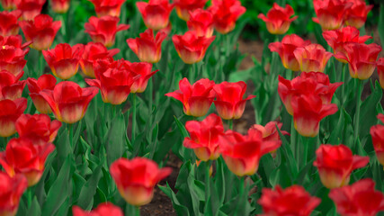 Obraz premium field of tulips