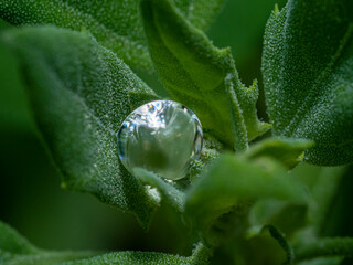 Water drop on leaves