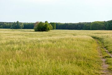 Fototapeta premium field of grass and trees