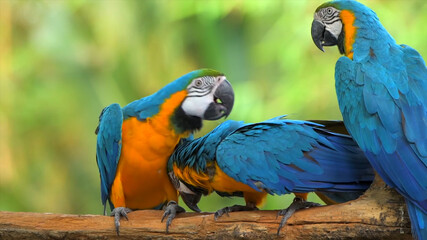 blue and yellow macaw