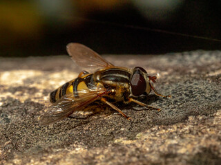 Hoverflies - Syrphes