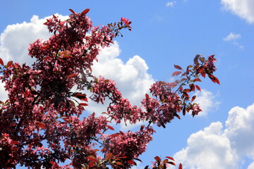 Decorative apple in a full bloom in a farm garden. Apple tree with pink flowers 