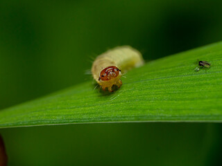Caterpillars on a leaf accompanied by a mosquito.