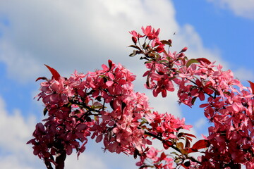 Decorative apple in a full bloom in a farm garden. Apple tree with pink flowers 