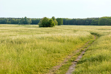 landscape with a field and a footpath