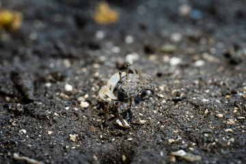 干潟のチゴガニ　6月　三浦半島小網代の森