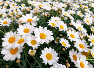 Beautiful daisy flower background close-up stock images. A group of white daisies flowers stock photo. Decorative garden daisy flower images