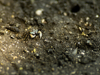 干潟のチゴガニ　6月　三浦半島小網代の森