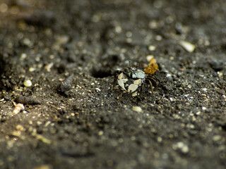 干潟のチゴガニ　6月　三浦半島小網代の森