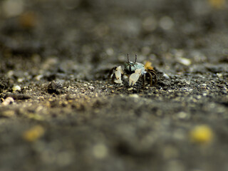 干潟のチゴガニ　6月　三浦半島小網代の森