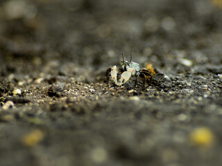 干潟のチゴガニ　6月　三浦半島小網代の森